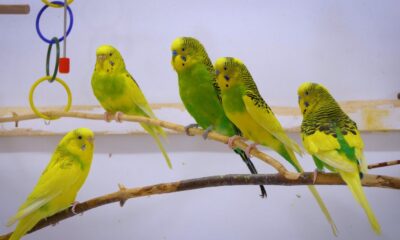 How often do you need to feed a parakeet?