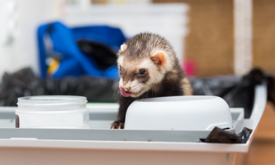 How long can a ferret go without food