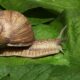 How long can snails go without food?
